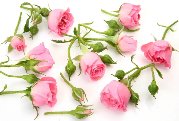 Прекрасные розы — стоковое фото