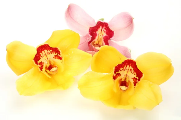 Feine Orchidee — Stockfoto