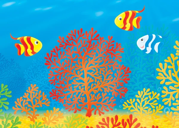 Korallok és a halak — Stock Fotó