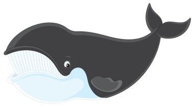 Bowhead whale clipart
