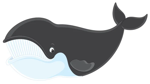 Bowhead whale — Stok Vektör