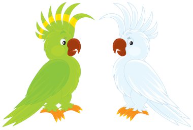 Parrots clipart