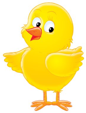 Little yellow Chick clipart