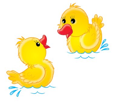 Swimming yellow chiks clipart