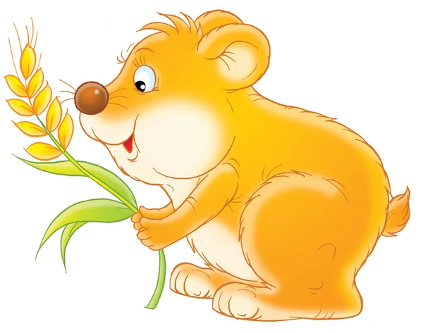 Hamster with a spikelet — Stock Photo, Image