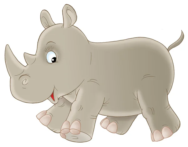Nosorožec malý — Stock fotografie