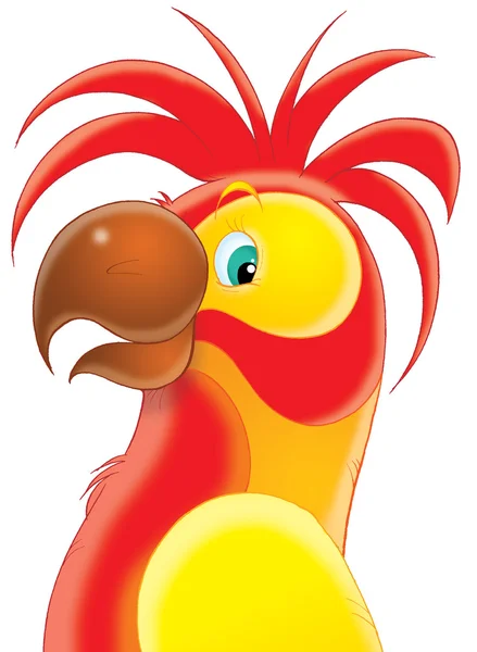 Kırmızı papağan — Stok fotoğraf