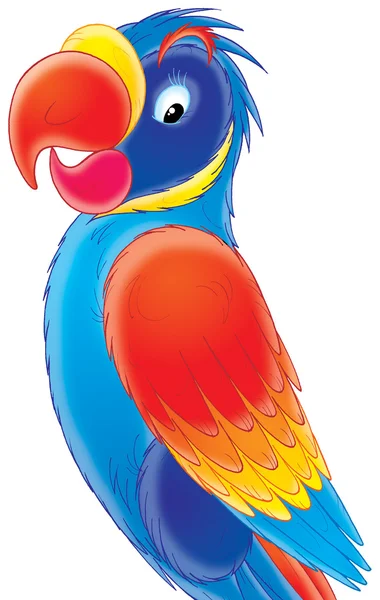 Kolorowa papuga — Zdjęcie stockowe