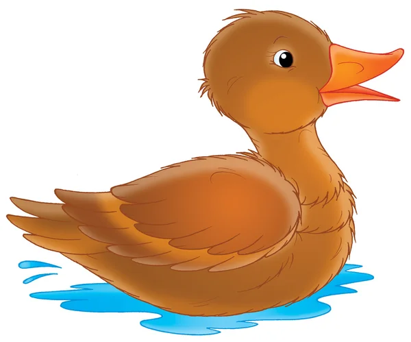 Kahverengi ördek Yüzme — Stok fotoğraf
