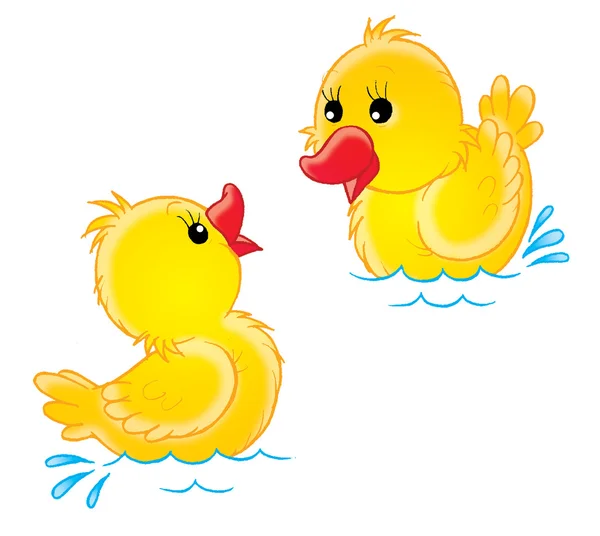 Simning gul chiksκολύμπι κίτρινο chiks — Stockfoto