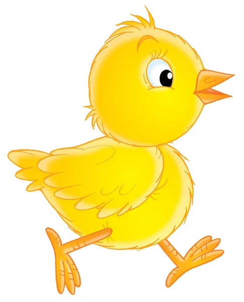Malé žluté kuřátko — Stock fotografie