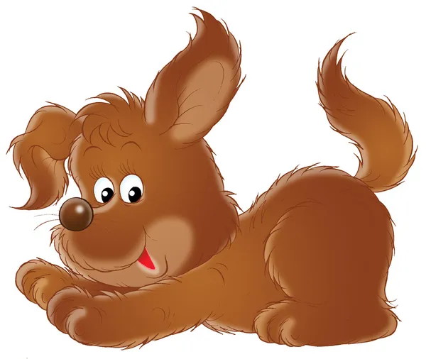 Brown puppy — Stock Photo, Image