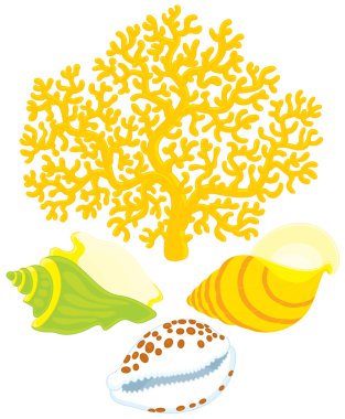 Coral and shells clipart