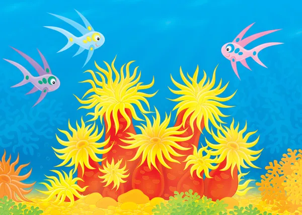 Sea anemone and shoal of fish — Stock Photo, Image