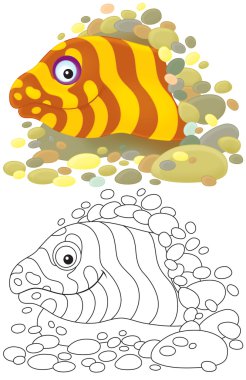 Moray eel looking out of a burrow clipart