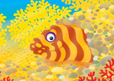 Moray eel clipart