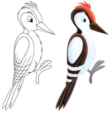 Woodpecker clipart