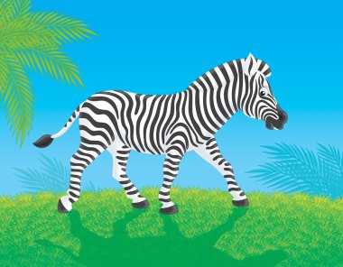 Zebra goes in savanna clipart