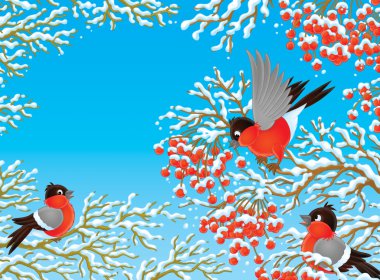 Bullfinches clipart