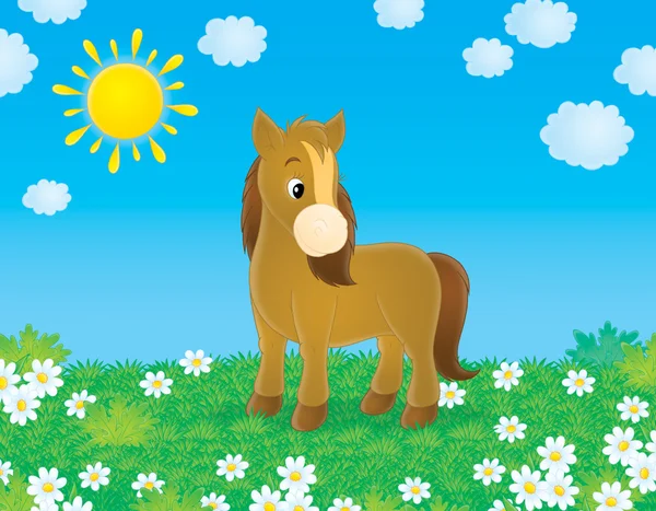 Brun ponny — Stockfoto
