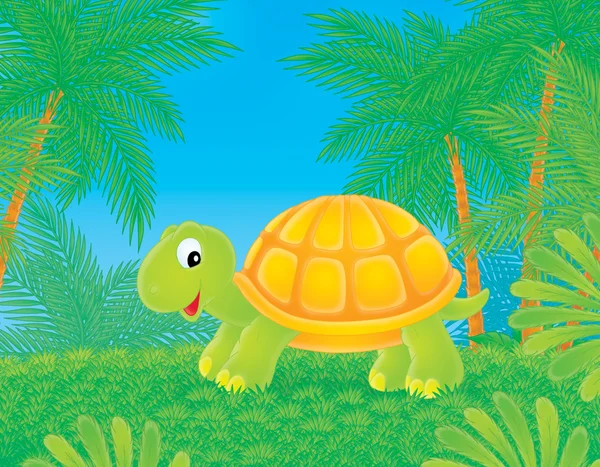 Тропическая черепаха — стоковое фото