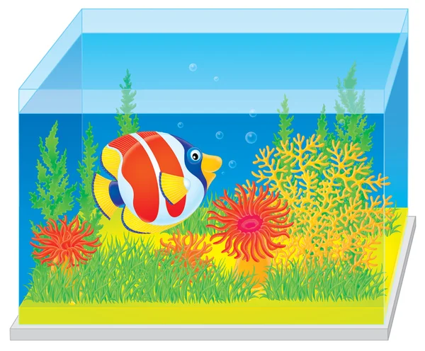 Akvarium med en tropisk fisk — Stockfoto