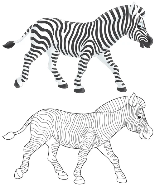 Chodzenie zebry — Zdjęcie stockowe