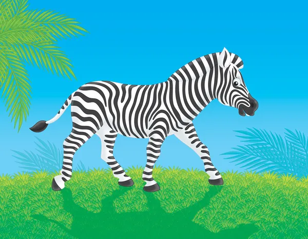 Zebra gaat in savanne — Stockfoto