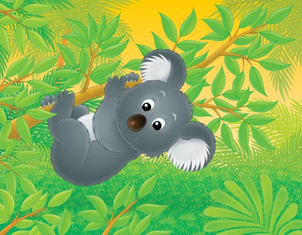 Australiensiska koala Björn — Stockfoto