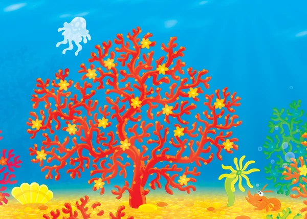 Coral, água-viva, lagostim e concha — Fotografia de Stock