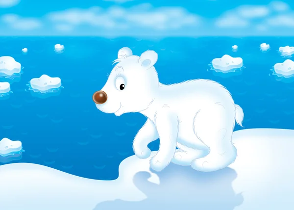 Cachorro oso polar —  Fotos de Stock