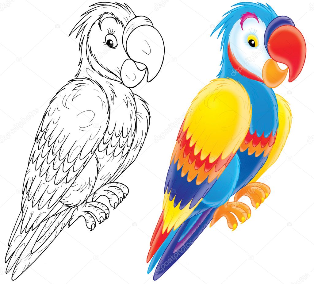 Parrot Drawing stock illustration. Illustration of vibrant - 76416867