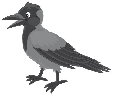 Black-and-grey crow clipart