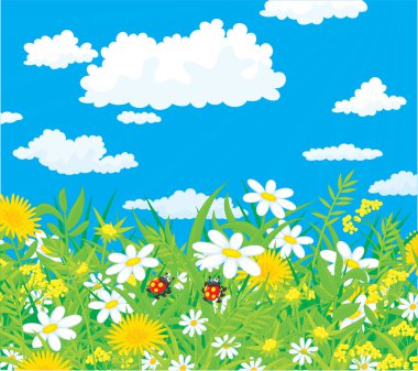 Ladybugs in a field with chamomiles clipart