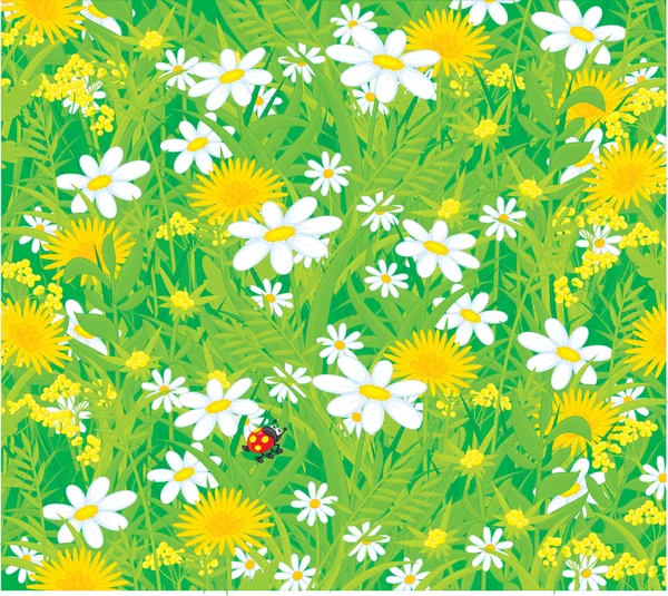Lieveheersbeestje en veld bloemen — Stockvector