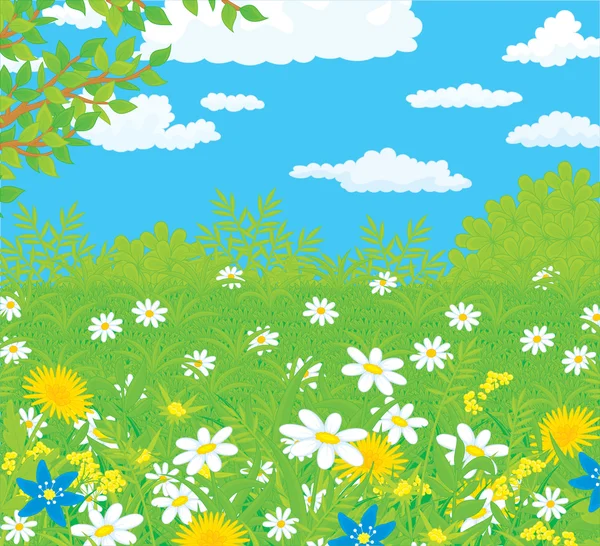Feld mit Blumen — Stockvektor