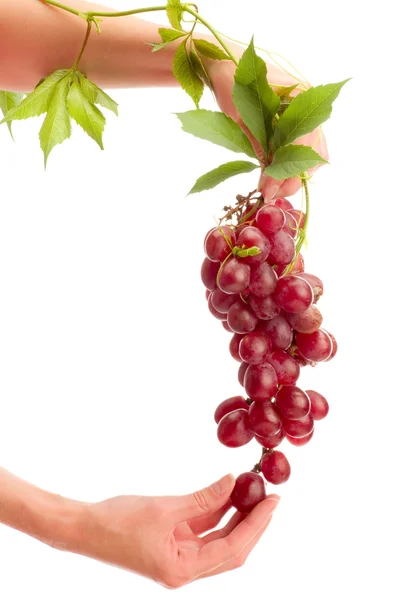 Grape in hand isolated — Stock Photo, Image