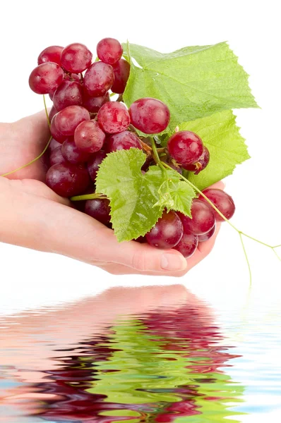 Grape in hand isolated — Stock Photo, Image