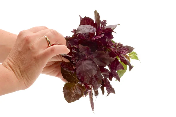 Basil in hand — Stock Photo, Image