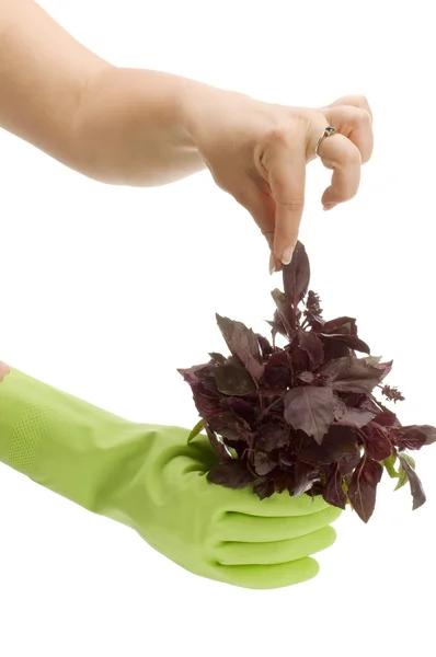 Basil in hand — Stock Photo, Image