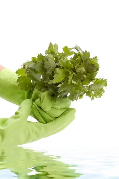 stock image Parsley in hand