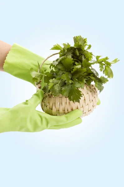 Parsley in hand — Stock Photo, Image