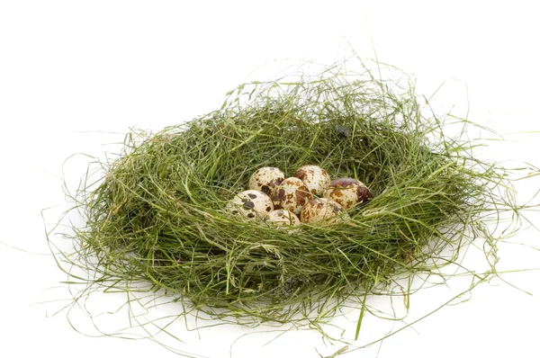 Гнізда з яйцями — стокове фото