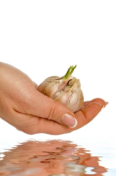 Garlic sprout — Stock Photo, Image