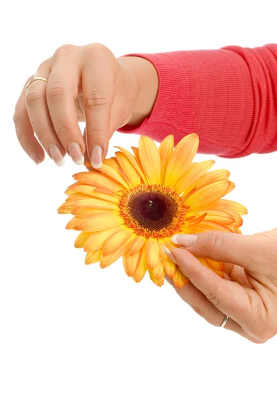 Gul blomma i handen — Stockfoto