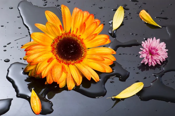 Çiçek stilll hayat — Stok fotoğraf