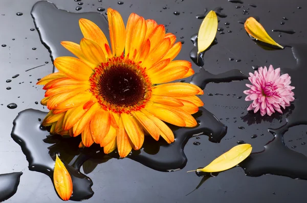 Vida muerta de la flor — Foto de Stock