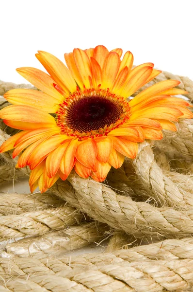 Yellow flower and rope — Stock Photo, Image