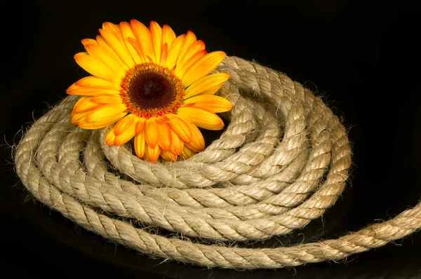 Fleur et corde jaunes — Photo
