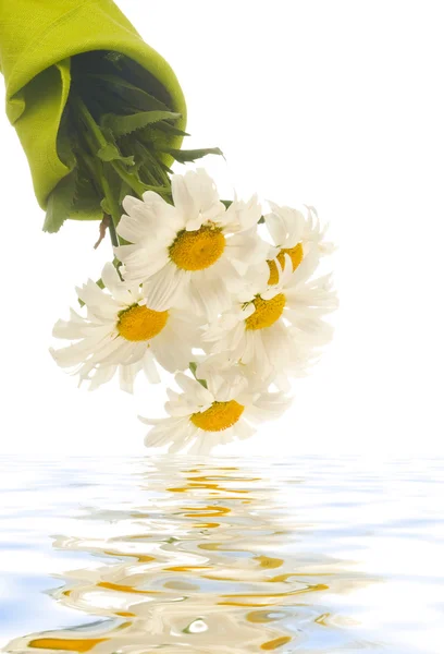 白色上的白色甘菊 — 图库照片